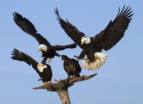 Agatheringofeagles_zpsa89cb6c2.jpg