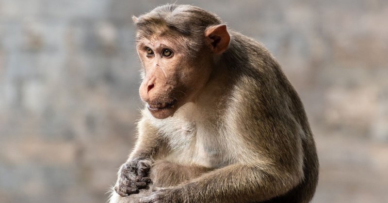 animal-8318650_1280.jpg