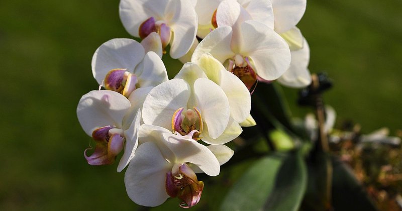 flowers-7985587_1280.jpg