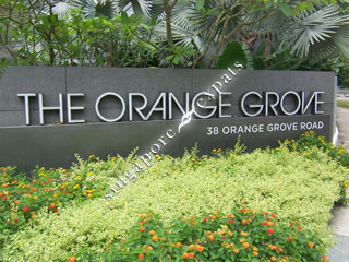 THE ORANGE GROVE